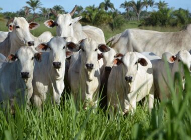 Inseminação e repasse no mesmo dia potencializam resultados reprodutivos e eficiência na produção de rebanho