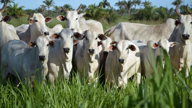 Inseminação e repasse no mesmo dia potencializam resultados reprodutivos e eficiência na produção de rebanho