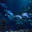 instituto de pesca oferece orientacao para pescadores obterem licenca atraves