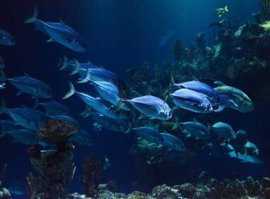 instituto de pesca oferece orientacao para pescadores obterem licenca atraves