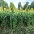integracao da agricultura e pecuaria pode diminuir a necessidade de