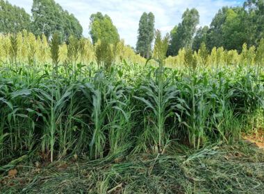 integracao da agricultura e pecuaria pode diminuir a necessidade de