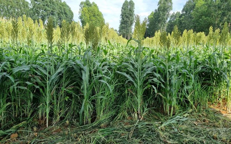integracao da agricultura e pecuaria pode diminuir a necessidade de