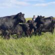 Genética: investimento é de apenas 1% dos custos da fazenda