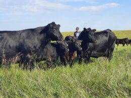 Genética: investimento é de apenas 1% dos custos da fazenda