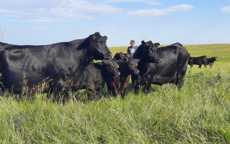Genética: investimento é de apenas 1% dos custos da fazenda