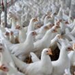 Ipumirim respira aliviado com resultado negativo para Influenza Aviária, garantindo segurança na avicultura local.