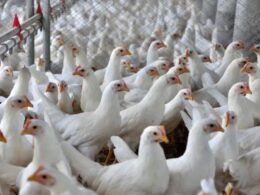 Ipumirim respira aliviado com resultado negativo para Influenza Aviária, garantindo segurança na avicultura local. 10 Ipumirim respira aliviado com resultado negativo para Influenza Aviária, garantindo segurança na avicultura local.