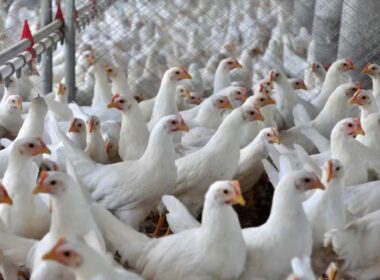 Ipumirim respira aliviado com resultado negativo para Influenza Aviária, garantindo segurança na avicultura local.