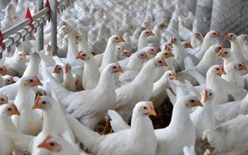 Ipumirim respira aliviado com resultado negativo para Influenza Aviária, garantindo segurança na avicultura local.