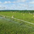 Irrigação na pecuária potencializa a produção, permitindo até 100 arrobas por hectare anualmente.