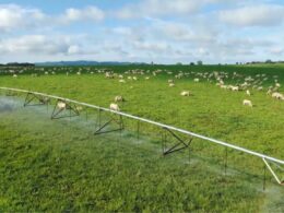 Irrigação na pecuária potencializa a produção, permitindo até 100 arrobas por hectare anualmente.