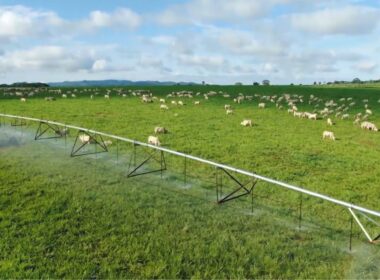 Irrigação na pecuária potencializa a produção, permitindo até 100 arrobas por hectare anualmente.