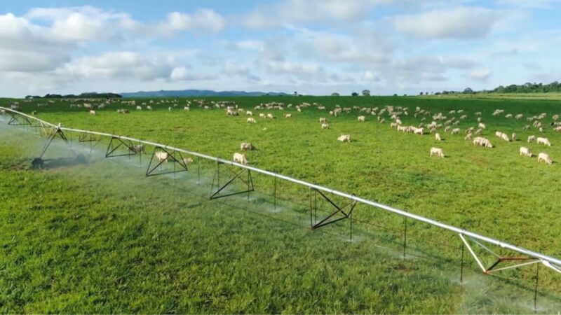 Irrigação na pecuária potencializa a produção, permitindo até 100 arrobas por hectare anualmente.