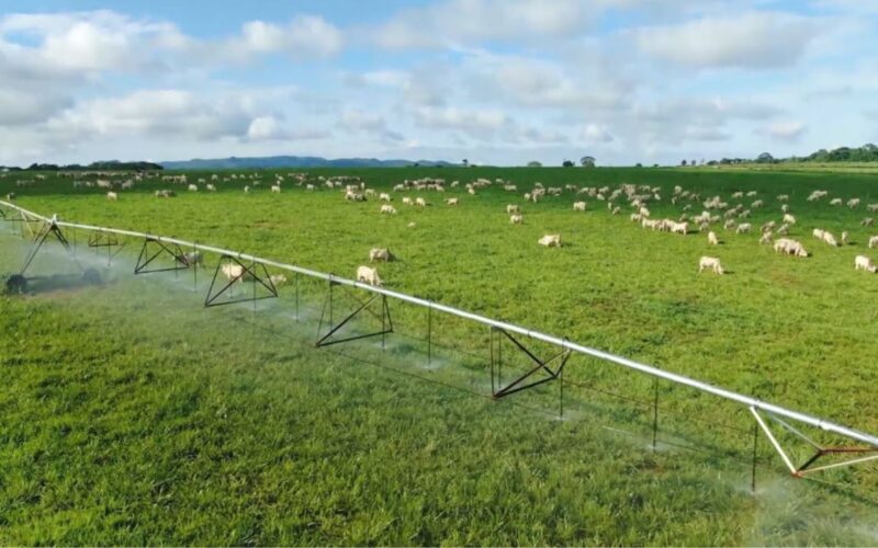 Irrigação na pecuária potencializa a produção, permitindo até 100 arrobas por hectare anualmente.