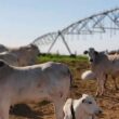 Irrigação por aspersão em braquiária potencializa produtividade e reduz custos por hectare na pecuária sustentável