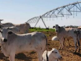 Irrigação por aspersão em braquiária potencializa produtividade e reduz custos por hectare na pecuária sustentável