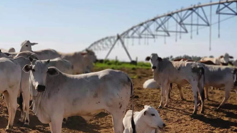 Irrigação por aspersão em braquiária potencializa produtividade e reduz custos por hectare na pecuária sustentável