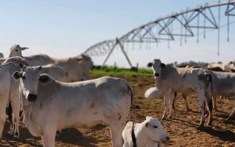 Irrigação por aspersão em braquiária potencializa produtividade e reduz custos por hectare na pecuária sustentável