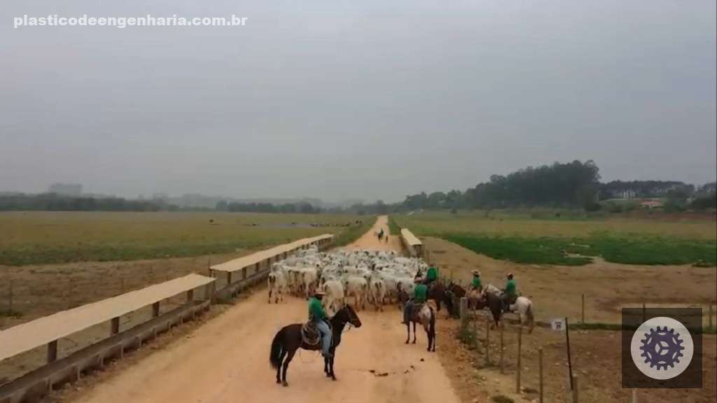 Fazendas leiteiras adotam corte e recria a pasto para aumentar lucros e sustentabilidade na produção de leite 3 jCDMCk6i Novilhas recria cocho 19.02.2025 1