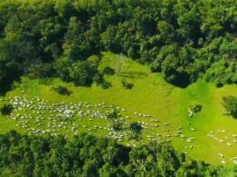 Escritórios Verdes 2.0: JBS amplia programa para atender mais pecuaristas