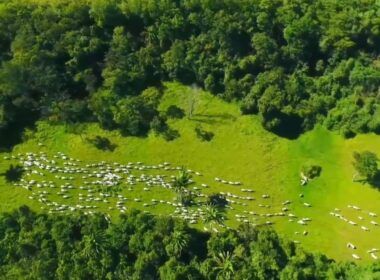 Escritórios Verdes 2.0: JBS amplia programa para atender mais pecuaristas