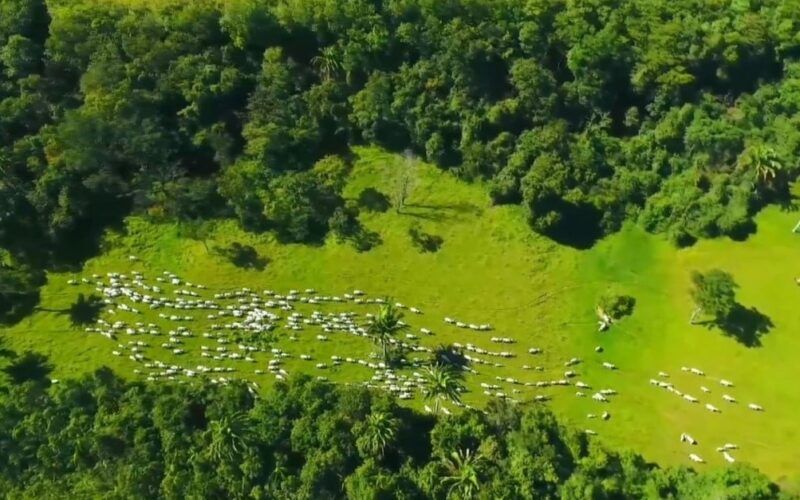 Escritórios Verdes 2.0: JBS amplia programa para atender mais pecuaristas