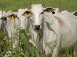 JBS impulsiona sustentabilidade em MG com Escritórios Verdes que reduzem desperdício e aumentam eficiência ambiental 13 JBS impulsiona sustentabilidade em MG com Escritórios Verdes que reduzem desperdício e aumentam eficiência ambiental