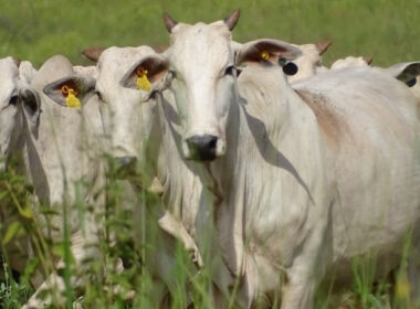 JBS impulsiona sustentabilidade em MG com Escritórios Verdes que reduzem desperdício e aumentam eficiência ambiental