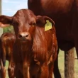 JBS doa 3 milhões de brincos para rastreabilidade no PA e lança programa de apoio a fazendeiros