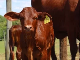 JBS doa 3 milhões de brincos para rastreabilidade no PA e lança programa de apoio a fazendeiros