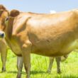 jersey em alagoas e a escolha ideal para elevar a qualidade e a produtividade da sua producao leiteira