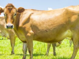 jersey em alagoas e a escolha ideal para elevar a qualidade e a produtividade da sua producao leiteira