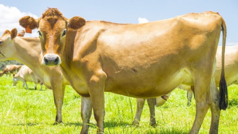jersey em alagoas e a escolha ideal para elevar a qualidade e a produtividade da sua producao leiteira
