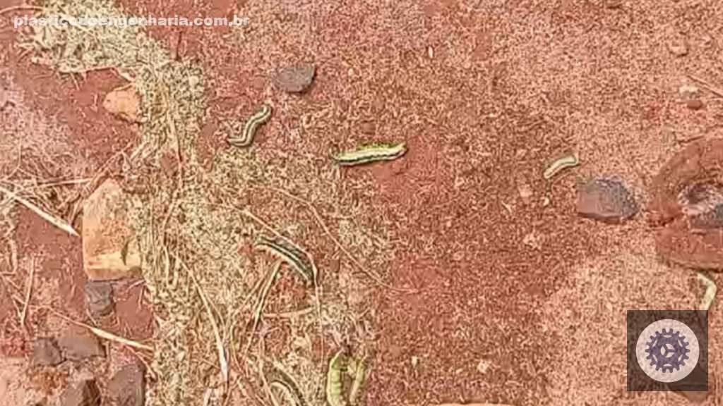 Malícia e lagartas em pastos: descubra soluções práticas e eficazes para proteger sua produção em MS 3 Infestação de lagartas. Foto: Reprodução