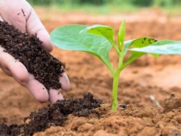 lei dos bioinsumos aprovada uma nova era para a sustentabilidade