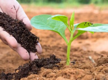 lei dos bioinsumos aprovada uma nova era para a sustentabilidade