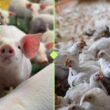 Levantamento de custos de suínos e aves: otimize sua produção e maximize lucros com o sistema FAEP.