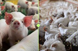 Levantamento de custos de suínos e aves: otimize sua produção e maximize lucros com o sistema FAEP. 18 Levantamento de custos de suínos e aves: otimize sua produção e maximize lucros com o sistema FAEP.