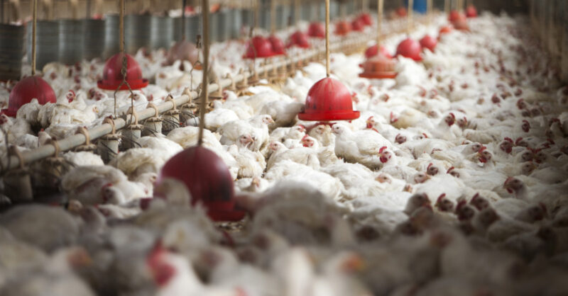 lucro da mhp dispara 75 no 3o tri mas guerra