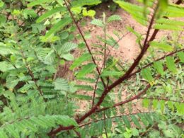 Malícia e lagartas em pastos: descubra soluções práticas e eficazes para proteger sua produção em MS 22 Malícia e lagartas em pastos: descubra soluções práticas e eficazes para proteger sua produção em MS