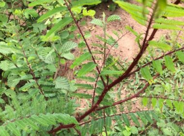 Malícia e lagartas em pastos: descubra soluções práticas e eficazes para proteger sua produção em MS