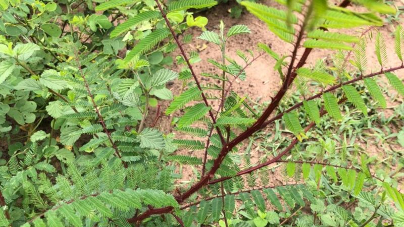 Malícia e lagartas em pastos: descubra soluções práticas e eficazes para proteger sua produção em MS