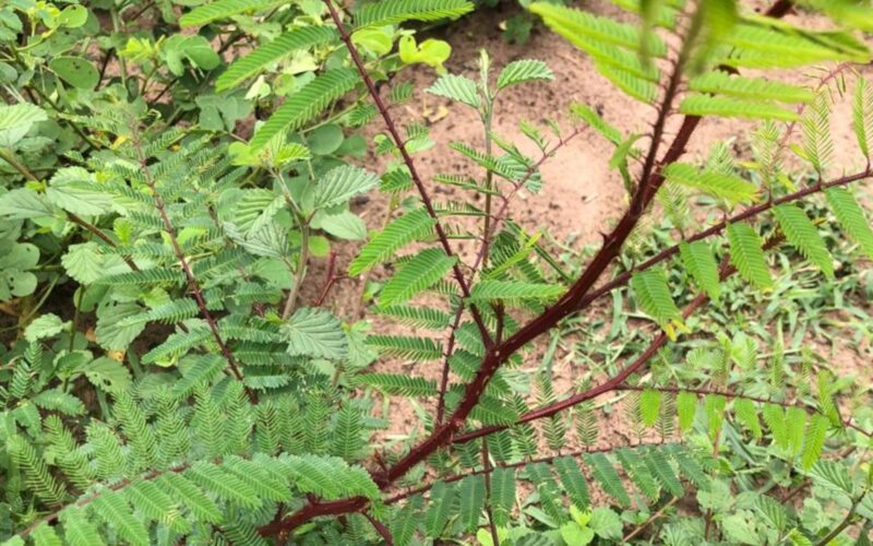 Malícia e lagartas em pastos: descubra soluções práticas e eficazes para proteger sua produção em MS