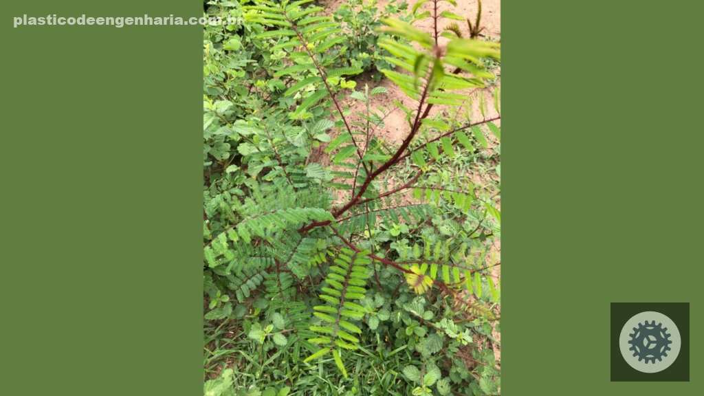 Malícia e lagartas em pastos: descubra soluções práticas e eficazes para proteger sua produção em MS 2 Planta daninha malícia em área de pastagem. Foto: Divulgação