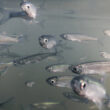Manejo eficaz de espécies no inverno: maximize a saúde do seu aquário com dicas do Instituto de Pesca.