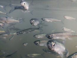 Manejo eficaz de espécies no inverno: maximize a saúde do seu aquário com dicas do Instituto de Pesca. 14 Manejo eficaz de espécies no inverno: maximize a saúde do seu aquário com dicas do Instituto de Pesca.