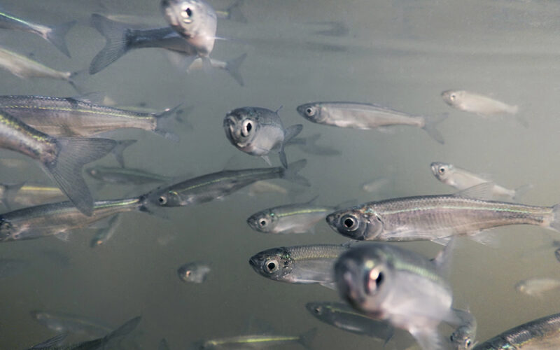 Manejo eficaz de espécies no inverno: maximize a saúde do seu aquário com dicas do Instituto de Pesca.