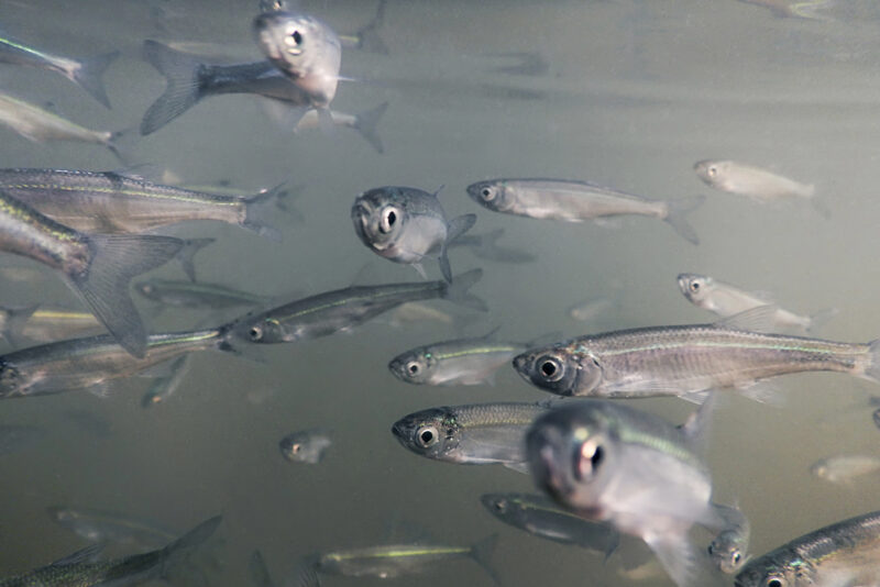 Manejo eficaz de espécies no inverno: maximize a saúde do seu aquário com dicas do Instituto de Pesca.