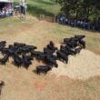 Maragogipe celebra meio século de liderança em ILP e genética angus em MS